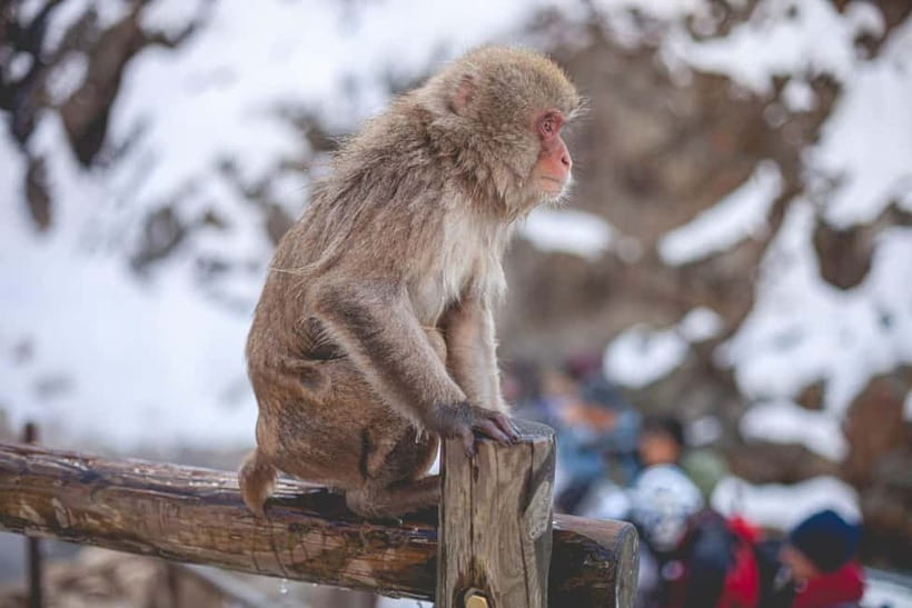 Tokyo: Nagano Snow Monkeys and Zenkoji Tour with Temples - Jigokudani Snow Monkey Park, the hot springs moment