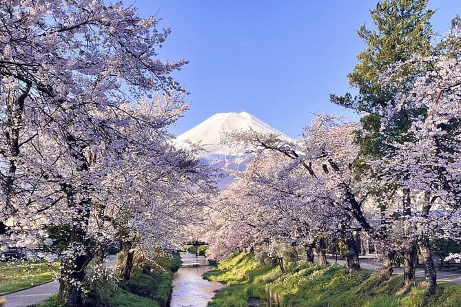Tokyo Private Day Tour by Car with English speaking Driver - Meiji Jingu Shrine, Optional Yoyogi Park, and Takeshita Street