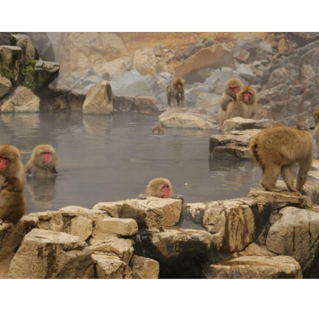 Tokyo: Snow Monkey & Nagano Customiseable Private Day Tour - Price and value: what $466 per group gets you