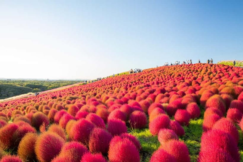 Tokyo: Spring Hitachi Seaside & Ashikaga Flower Park Tour - A day that feels like spring turned up to 11 at Hitachi Seaside Park