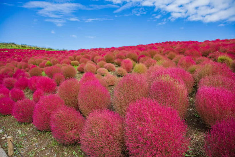 Tokyo: Spring Hitachi Seaside & Ashikaga Flower Park Tour - Practical tips so you enjoy the day instead of chasing it