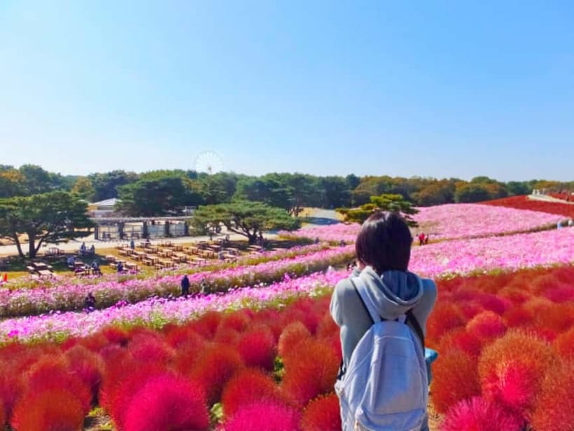 Tokyo: Spring Hitachi Seaside & Ashikaga Flower Park Tour - Timing matters, and Hitachi’s free time is both a gift and a trade-off