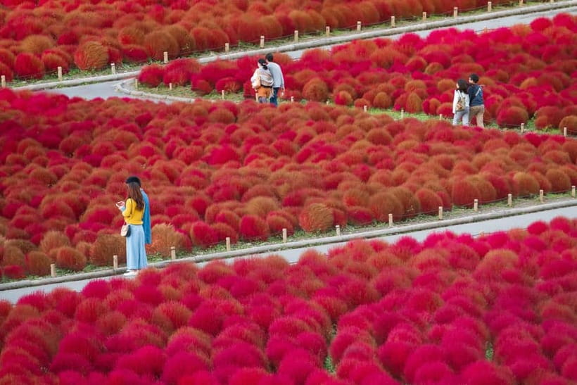 Tokyo: Spring Hitachi Seaside & Ashikaga Flower Park Tour - Price and value: what $98 covers, and what it does not