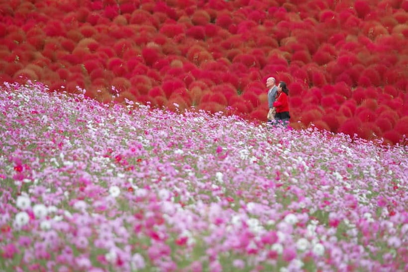 Tokyo: Spring Hitachi Seaside & Ashikaga Flower Park Tour - What to expect at each step, from the first photo stop to the return