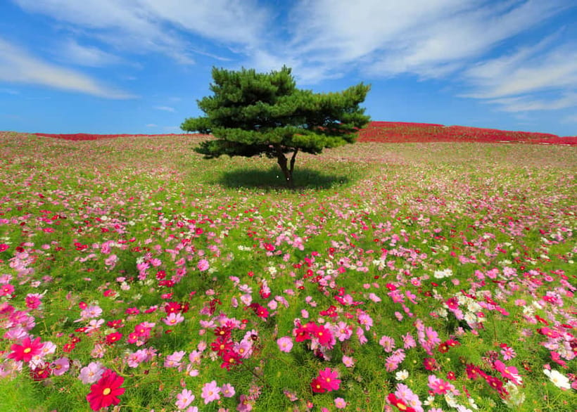 Tokyo: Spring Hitachi Seaside & Ashikaga Flower Park Tour - Who should book this, and who might want a different plan