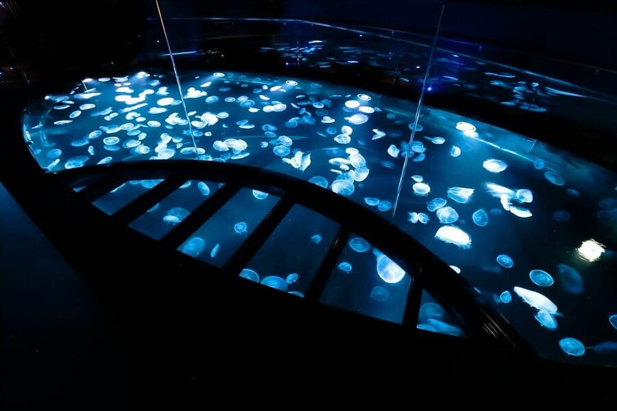 Tokyo: Sumida Aquarium Entry Ticket - Sumida Aquarium Ticket Basics: What Your $17 Gets You