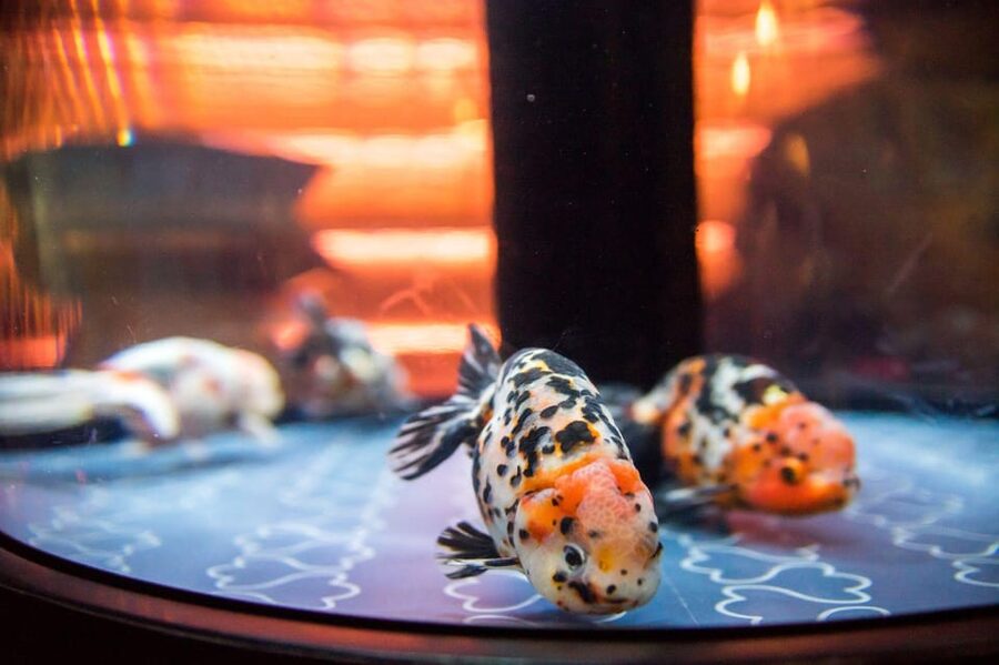 Tokyo: Sumida Aquarium Entry Ticket - How the Visit Flows Without a Set Route