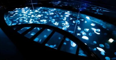Sumida Aquarium Entry Ticket
