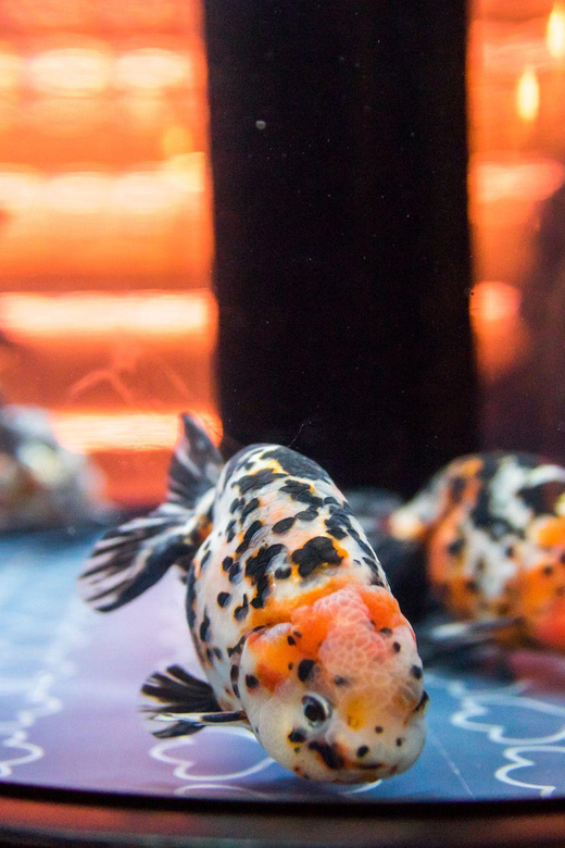 Tokyo: Sumida Aquarium Entry Ticket - Size and Time: How Long You’ll Want to Stay