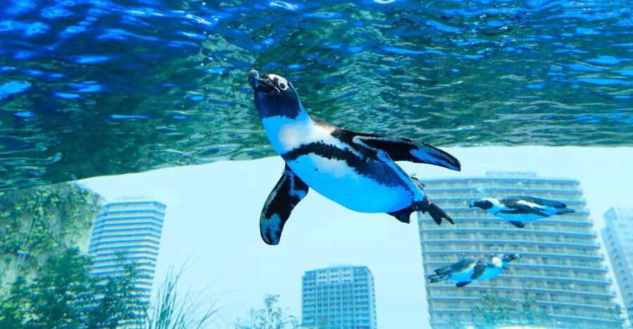 Tokyo: Sunshine Aquarium Entry Ticket - Key Things I’d Bet on Before You Go