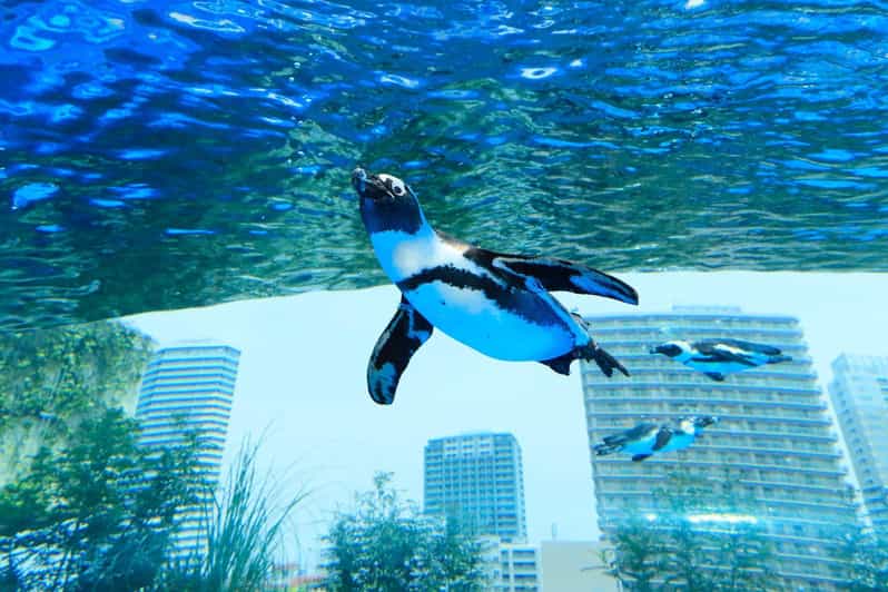 Tokyo: Sunshine Aquarium Entry Ticket - A Simple Walk-Through Itinerary for a 1-Day Visit