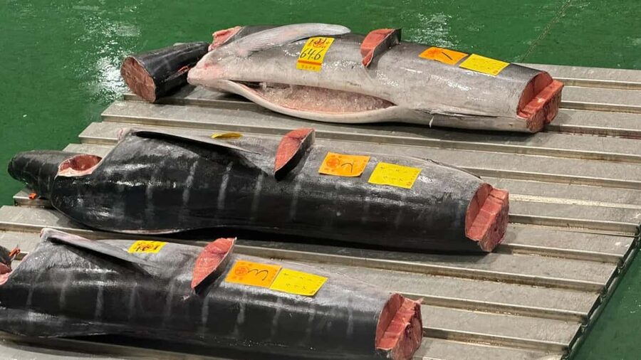 Tokyo: Toyosu Tuna Auction &Tsukiji Market Gourmet Adventure - Key things that make this tour worth your early alarm