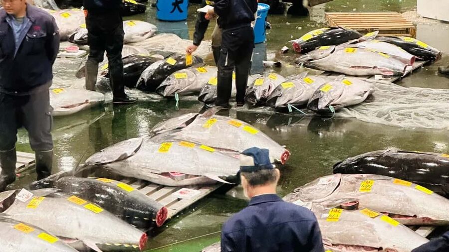 Tokyo: Toyosu Tuna Auction &Tsukiji Market Gourmet Adventure - Decoding the tuna auction in real time, from the 2nd-floor deck