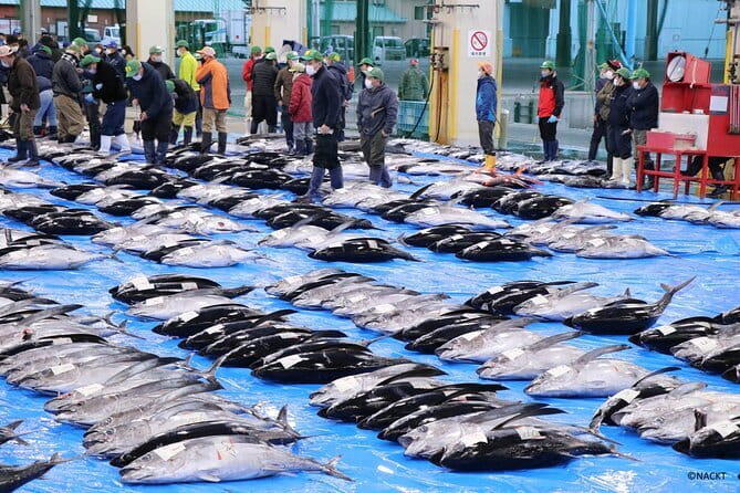 Tuna Auction Market Guided Private Tour in Nachi-Katsuura - Key highlights worth your attention