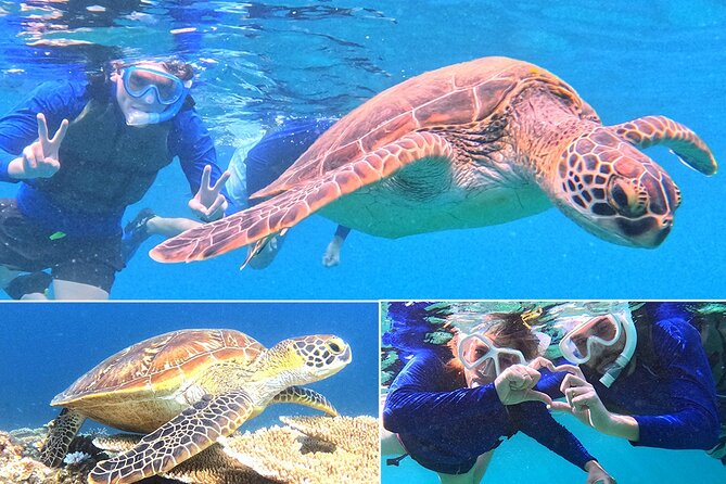Turtle Snorkeling in Ishigaki - Fluent English! Small Group! - Key highlights that matter before you go