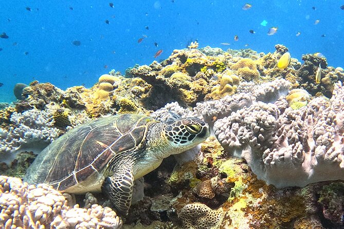 Turtle Snorkeling in Ishigaki - Fluent English! Small Group! - Morning start at Yonehara Beach, and why beach entry is a big deal