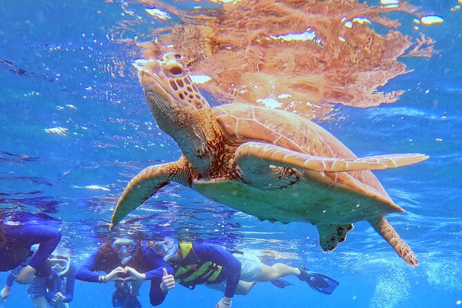 Turtle Snorkeling in Ishigaki - Fluent English! Small Group! - Underwater photos and videos, and how they fit into the value