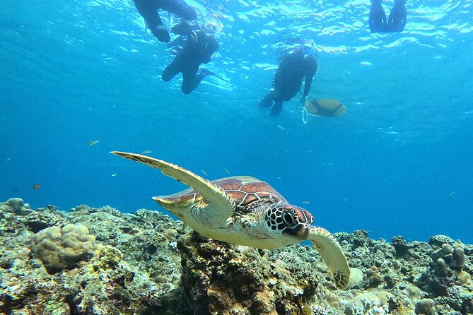 Turtle Snorkeling in Ishigaki - Fluent English! Small Group! - Eco rules that keep the ocean healthy (and your experience better)