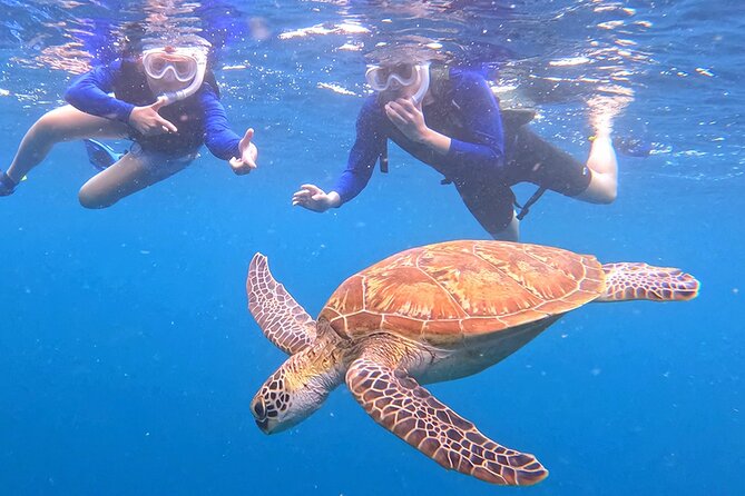Turtle Snorkeling in Ishigaki - Fluent English! Small Group! - Price and value at about $72.26 per person