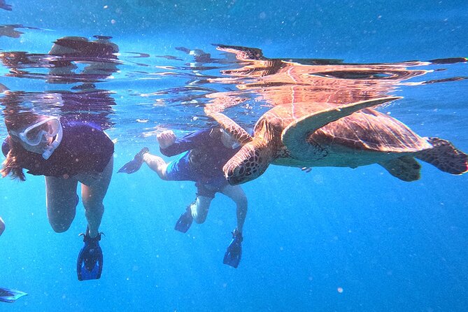 Turtle Snorkeling in Ishigaki - Fluent English! Small Group! - The 4-hour rhythm, from shallow walk to reef time