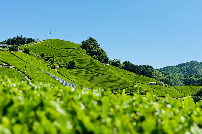 Uji and Wazuka Matcha Farm Half Day Private Guided Tour - Key highlights to plan around