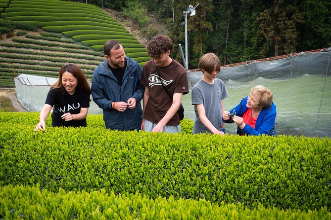 Uji and Wazuka Matcha Farm Half Day Private Guided Tour - Timing and flow: how 4 hours stays full, not rushed
