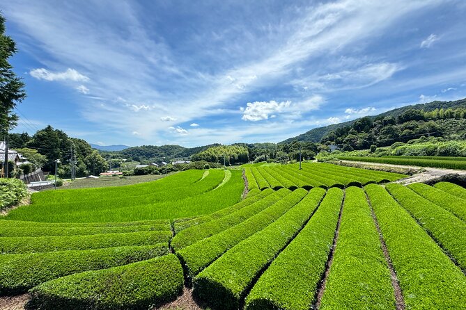 Uji and Wazuka Matcha Farm Half Day Private Guided Tour - Wazuka-cho: the tea valley time that makes the tour click