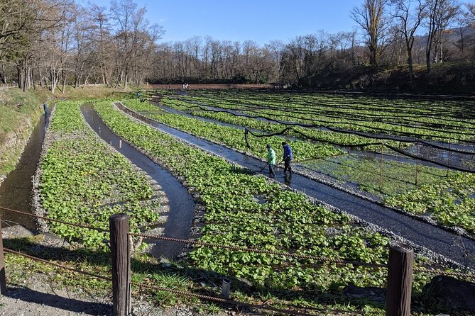 Wasabi Farm Walking Tour & Lunch - Walking the Fields With an English Guide (and names like Akiko, Naomi, Tom, Tim)