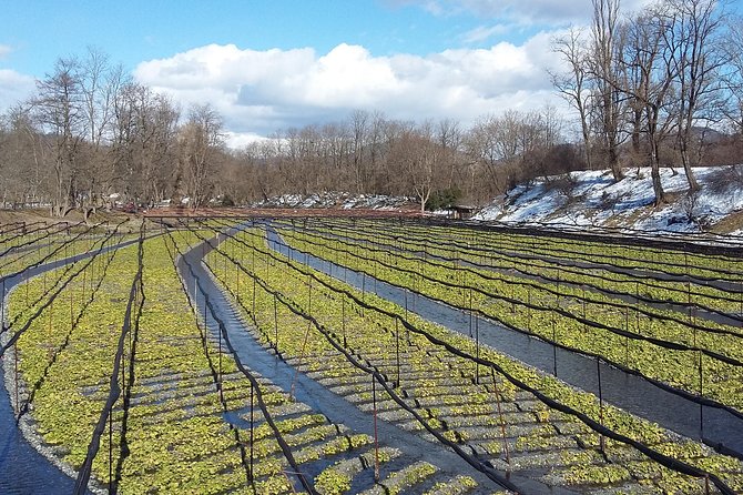 Wasabi Farm Walking Tour & Lunch - Price and Value: Is $70.94 for Two Hours a Good Deal?