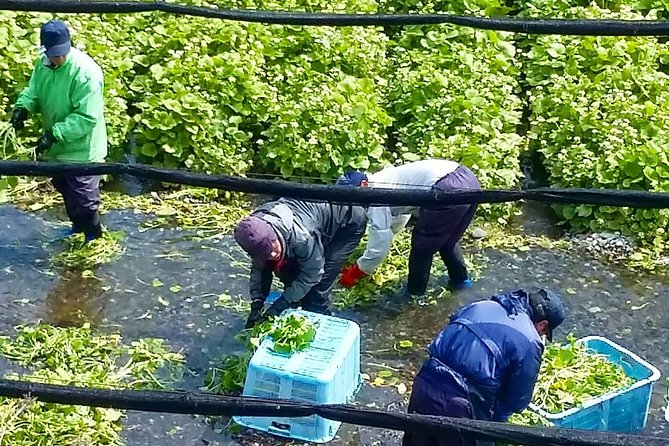 Wasabi Farm Walking Tour & Lunch - Should You Book the Wasabi Farm Walking Tour and Lunch?
