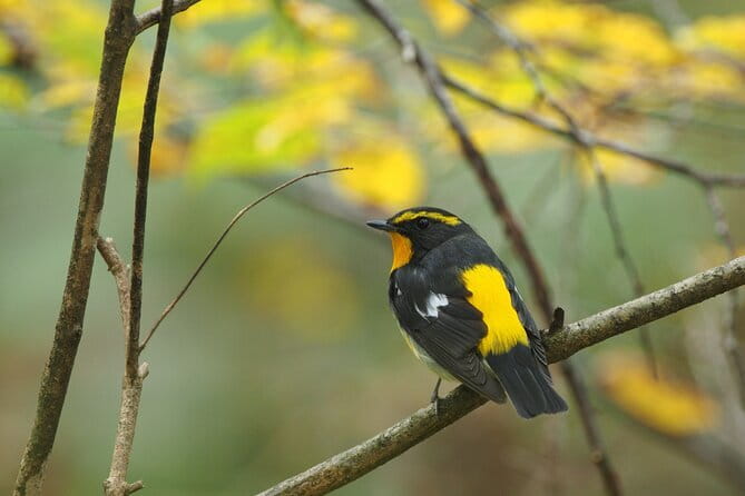 Wild Bird Sanctuary Forest Guided Tour in Nagano - Meeting Point at 2148 Nagakura, Karuizawa: Getting There Without Stress