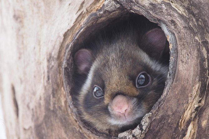 Wild Japanese Flying Squirrel Watching Tour in Nagano - Where you meet in Karuizawa, and what that means for your timing
