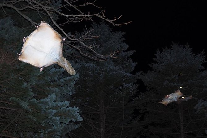 Wild Japanese Flying Squirrel Watching Tour in Nagano - The Hoshino area search: silence, binoculars, and reading the canopy
