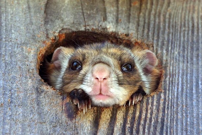 Wild Japanese Flying Squirrel Watching Tour in Nagano - How the guide improves your odds without crowding you