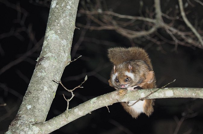 Wild Japanese Flying Squirrel Watching Tour in Nagano - What $28.69 really buys you in Nagano (and when it feels worth it)
