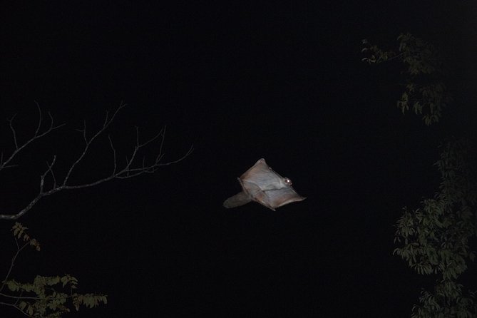 Wild Japanese Flying Squirrel Watching Tour in Nagano - Planning tips so you can actually enjoy the quiet part