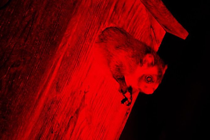 Wild Japanese Flying Squirrel Watching Tour in Nagano - Picchio Visitor Center: the short lesson that makes the forest readable